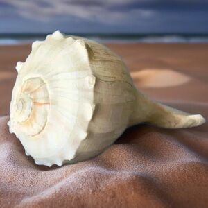 Large Cream Sea Shell Decor 🐚